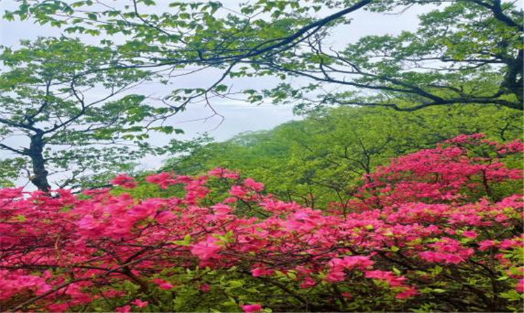 1683278944349700.jpg 16.jpg